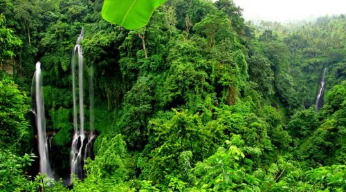 Sekumpul waterfall trekking, Sekumpul waterfall jungle trekking, Sekumpul jungle trekking, Bali Jungle Trekking, Sekumpul waterfall trekking tour.